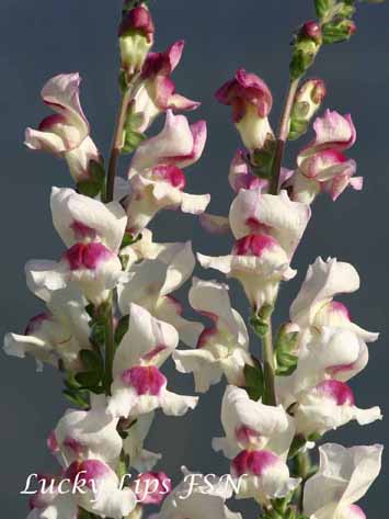 Antirrhinum majus Lucky Lips FSN -smllh